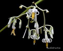 Alangium begoniaefolium flower8.jpg